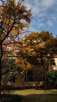 銀杏菊韻寶藏拍攝地