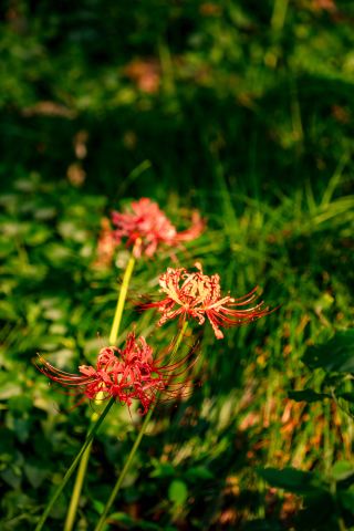 The first time I saw the red spider lilies, it was unexpectedly by the riverside boardwalk along the Pujiang River in Zhuji