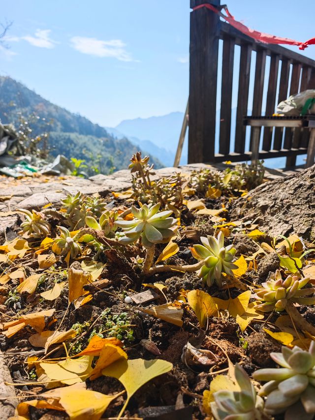 市區1h+達 深秋杭州這個古村落美到失語
