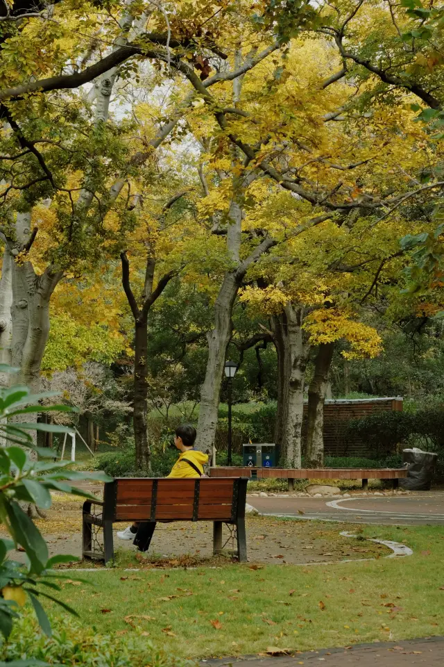 ชิงเต่า|ฤดูใบไม้ร่วงที่ปาต้ากวนเหมือนบทกวีโรแมนติก