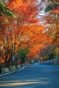 賞楓必去小眾秘境