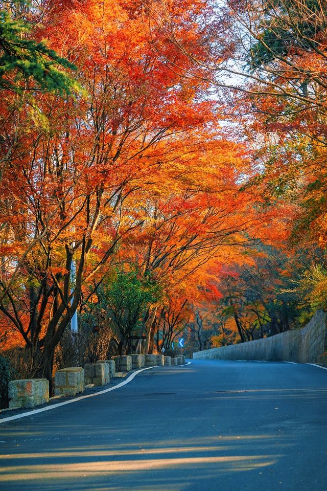 賞楓必去小眾秘境