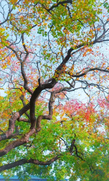 以為莫愁湖烏桕已經很美了，直到去了這裡…