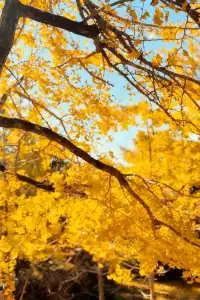 廣東賞秋天花板！南雄2天銀杏+丹霞+溫泉