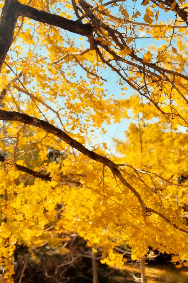 廣東賞秋天花板！南雄2天銀杏+丹霞+溫泉