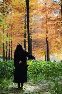 德陽東湖山水杉林紅了！陽光穿透紅杉林絕美