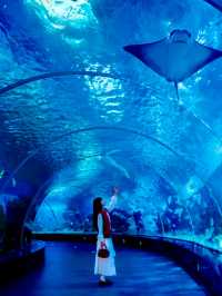 去泉州旅遊，花得最值得嘅一筆錢 週末去了一趟泉州，令我非常驚喜！ 這裡藏著一座能和長頸鹿親密接觸的度