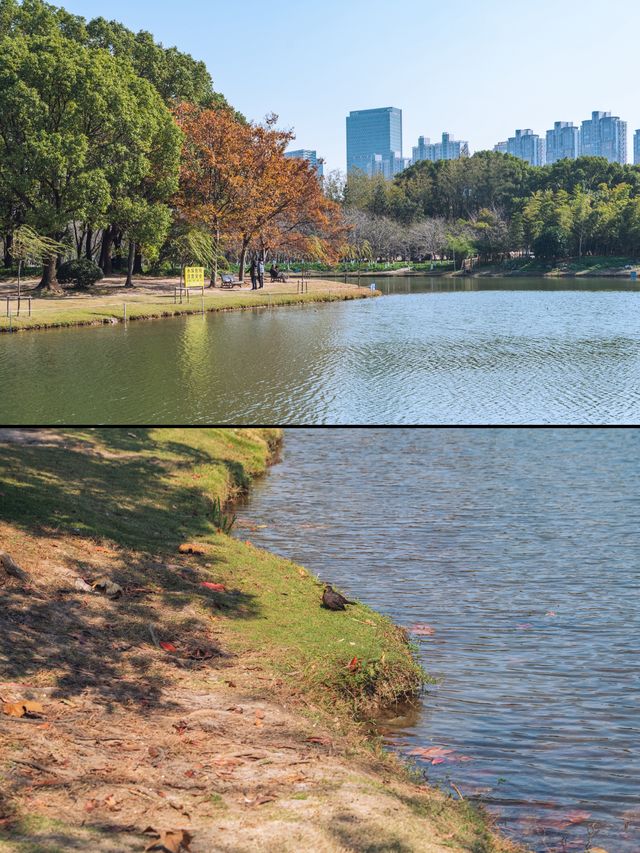 上海｜世紀公園的城市秋居畫卷