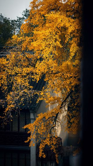 Jinshan Temple Ginkgo Secret Realm