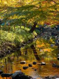 12.1實拍九溪現實版莫奈的秋日花園