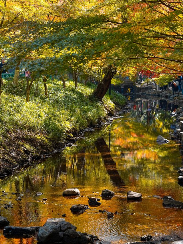 12.1實拍九溪現實版莫奈的秋日花園