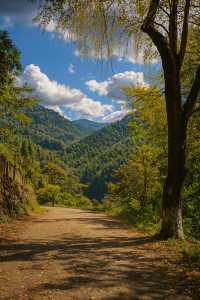 福建最美古銀杏村藏不住!隨手一拍就是大片