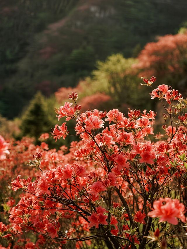 莫干山賞楓12月帶娃解鎖500年楓樹下的浪漫