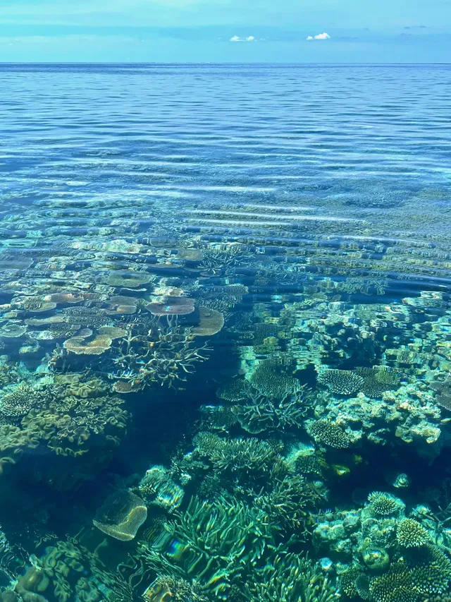 為了這10張圖 願意去100次昆士蘭