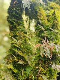 徒步在真正的天然氧吧之中~