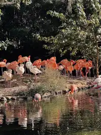 上海野生動物園最全帶娃攻略