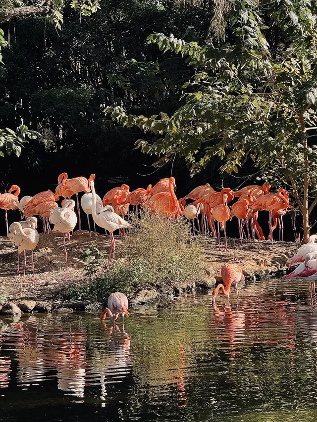 上海野生動物園最全帶娃攻略 上海野生動物園最全帶娃攻略