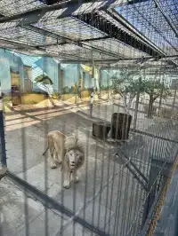 哈爾濱東北虎林園半日遊！！（內含攻略）