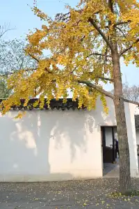 12.3蘇州賞秋實況