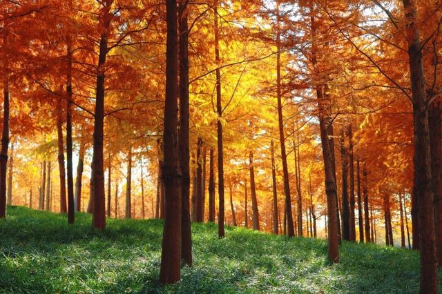 顧村公園杉樹林漸變髮色秀,冬日斑斕引驚嘆 顧村公園杉樹林漸變髮色秀,冬日斑斕引驚嘆