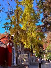 美到失語嶽麓山的絕美楓葉季來啦!