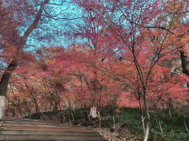 南京棲霞山的楓葉紅了 南京棲霞山的楓葉紅了