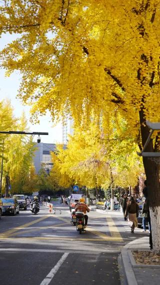 Qingyin Street, Hangzhou|Golden Romance Limited to Autumn and Winter