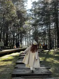 玉龍雪山雲杉坪藍月谷一日遊來了