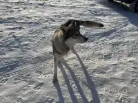 人生第一次在雪林裡騎馬,童話阿爾山