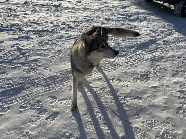 人生第一次在雪林裡騎馬,童話阿爾山 人生第一次在雪林裡騎馬,童話阿爾山