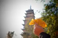 虞山方塔園|八百年銀杏|最佳觀賞期