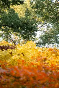 發現了！魔都市區能獨攬銀杏樹的小眾秘境！