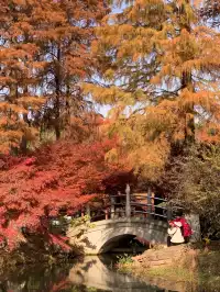 12.1武漢|現實版秋日莫內油畫~地鐵直達