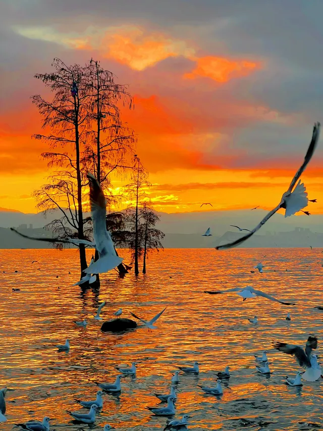 18圖告訴你,現在的大理水杉季究竟有多美…… 18圖告訴你,現在的大理水杉季究竟有多美……