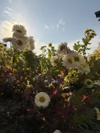 烏村農耕集|打卡藏在烏鎮古村的杭白菊花海