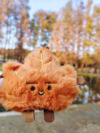 共青華明橋|水杉紅透秋意濃