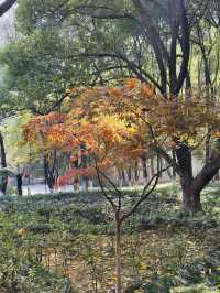 一座公園愛上一座城|我見到駱賓王詩裡的鵝