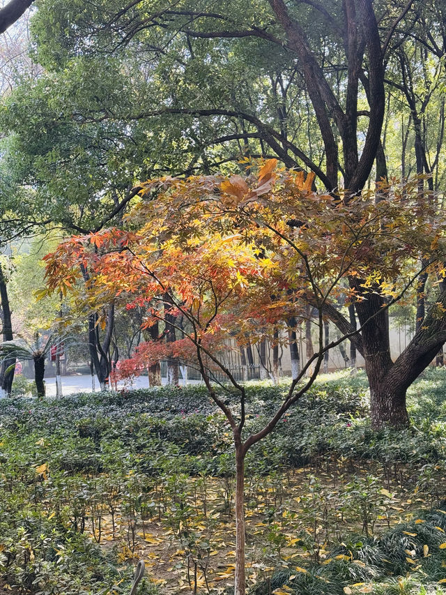 一座公園愛上一座城|我見到駱賓王詩裡的鵝 一座公園愛上一座城|我見到駱賓王詩裡的鵝