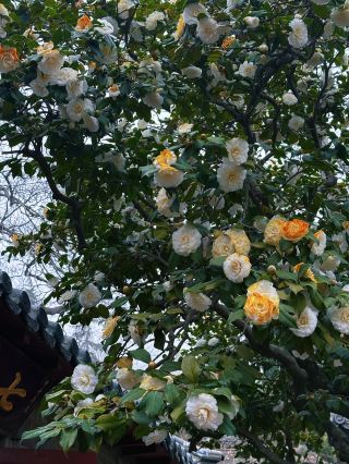 ต้นไม้เก่าแก่กว่า 500 ปีเบ่งบานสะพรั่ง สร้างทะเลดอกไม้สุดงดงาม! ประสบการณ์สุดโรแมนติกในฤดูใบไม้ผลิ ณ พระราชวังเหลาซานไท่ชิง