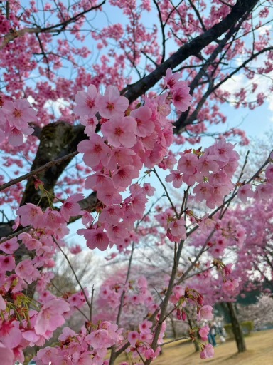 春の日に満開の花を楽しみに桜を見に行こう | Trip.com 大阪