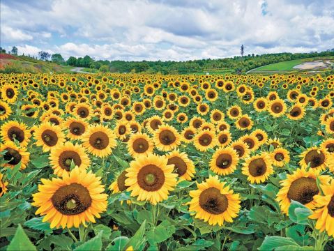 弥勒の夏限定ロマンス！5万本のひまわりが満開、まるで現実の金色の