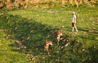 A hidden gem in Dalian: a healing moment encountering wild sika deer