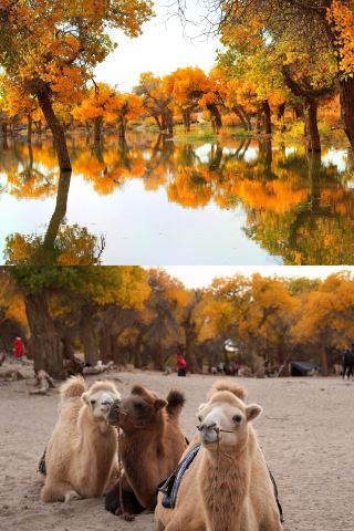 三千年胡楊，一座黑城，一汪居延海