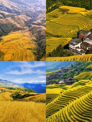National Day traffic-avoidance guide! A golden rice terrace secret spot just 2.5 hours from Guangdong! The Longji Rice Terraces have turned yellow