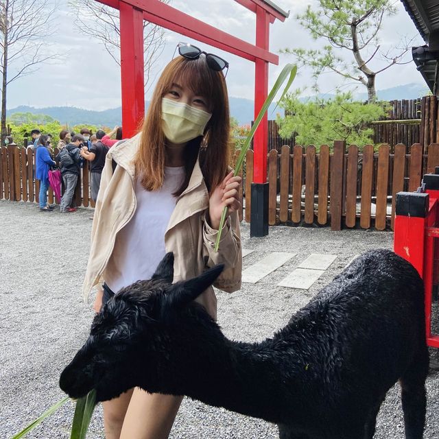 宜蘭 張美阿嬤農場