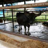 หมู่บ้านอนุรักษ์ควายไทย  🐃