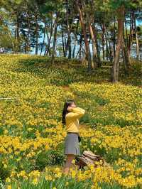 현 시각 벌써 만개했다는 수선화 천국🌼 서산 유기방가옥 💛