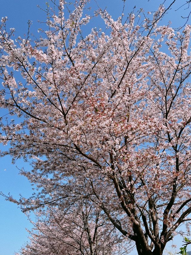 순천에 도착한 봄🌸 순천만국가정원🌸