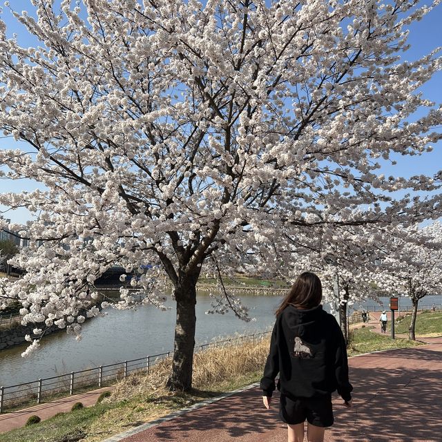 경기도에서 가장 늦게 만개하는 파주 벚꽃🌸