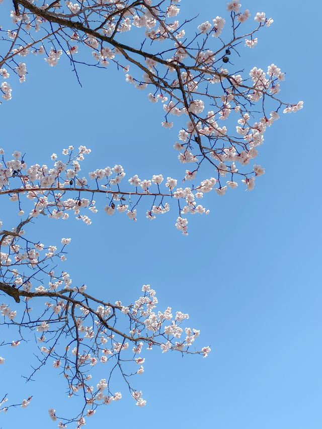 봄꽃구경은 역시 고궁투어💐